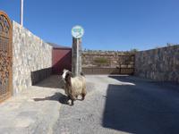 Oman, unterwegs zum Jebel Shams