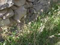 Oman, Misfat Al Abreain