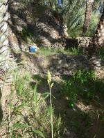 Oman, Misfat Al Abreain, Hirse