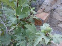 Oman, Misfat Al Abreain, Feigen