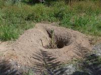 Oman, Birkat Al Mauz