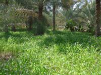 Oman, Birkat Al Mauz