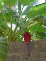 Oman, Birkat Al Mauz, Banane