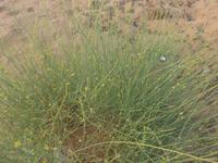 Oman, Wüstencamp 1001 Nacht