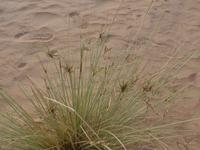 Oman, Wüstencamp 1001 Nacht