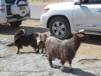 Jebel Shams - Grand Canon des Oman - Ziegen