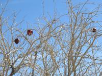 Jebel Shams - Grand Canon des Oman Granatäfel