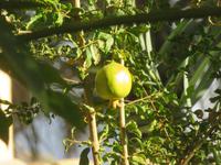 Besuch von Misfat al Ibryeen - Granatapfel