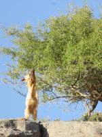 Besuch von Misfat al Ibryeen - Ziegen suchen sich Leckerbissen