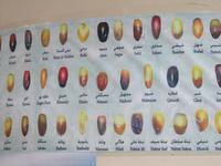 Nizwa - Besuch im Souk -Übersicjht über die verschiedenen Dattelsorten