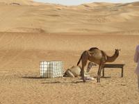 in der Wüste Wahiba Sands