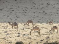 in der Wüste Wahiba Sands -