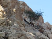 Stopp im Wadi Tiwi