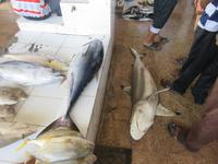 Besuch Fischmarkt Barka