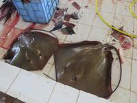 Besuch Fischmarkt Barka