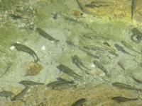 Besuch heißen Quellen von Ain Thowara