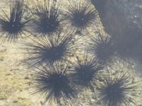 Dhau-Fahrt zum Sonnenuntergang - Marina Muscat - Seeigel