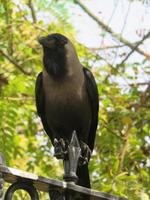 Muscat - Sultanspalast -Zwiesprache mit einem Raben