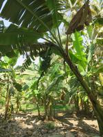 Salalah - Spaziergang in der Obst-Plantage -
