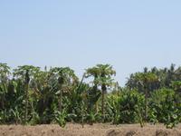 Salalah - Spaziergang in der Obst-Plantage -