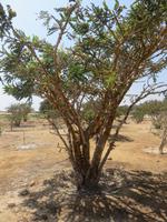 Salalah - Al Balid Museum -Weihrauchbaum