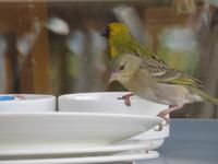 Salalah - Hotel Crown Plaza - Freche Frühstücksgäste