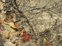 Ausflug ins Qara-Gebirge - Weihrauch-Baum