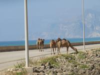 Ausflug zum Strand von Mughsayl - Kamele