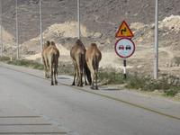 Ausflug zum Strand von Mughsayl - Kamele