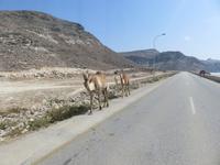 Ausflug zum Strand von Mughsayl - Kamele