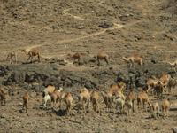 Ausflug zum Strand von Mughsayl - Kamele