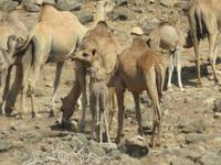Ausflug zum Strand von Mughsayl - Kamele