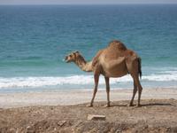 Ausflug zum Strand von Mughsayl - Kamele