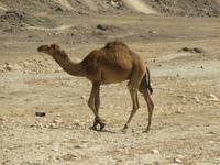 Ausflug zum Strand von Mughsayl