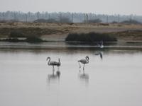 Ausflug in den Osten Dhofars - Flamingos
