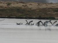 Ausflug in den Osten Dhofars - Flamingos