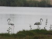 Ausflug in den Osten Dhofars - Flamingos