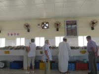 Ausflug in den Osten Dhofars - Mirbat - Fischmarkt