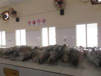 Ausflug in den Osten Dhofars - Mirbat - Fischmarkt