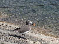 Ausflug in den Osten Dhofars - Mirbat - Hafen - Möwe