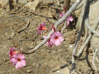 Ausflug in den Osten Dhofars - Wüstenrose