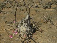 Ausflug in den Osten Dhofars - Wüstenrose