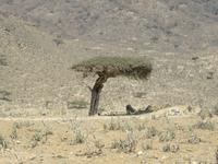 Ausflug in den Osten Dhofars - Baobab