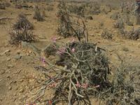 Ausflug in den Osten Dhofars - Wüstenrose
