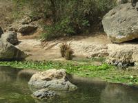 Ausflug in den Osten Dhofars - Besuch der Quellen von Ain Razat