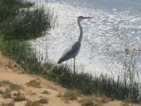 Ausflug in den Osten Dhofars - UNESCO-Weltkulturerbe Sumhuram - Reiher in der Lagune