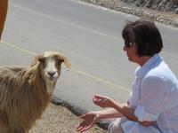 Grand Canyon Jebel Sharms