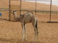 Wahiba Sands Babykamel