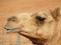 Wahiba Sands Kamel