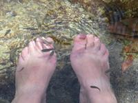 Putzerfische Ain Thowara Quellen 